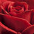 Czerwony  - Róże miniaturowe - Top Hit